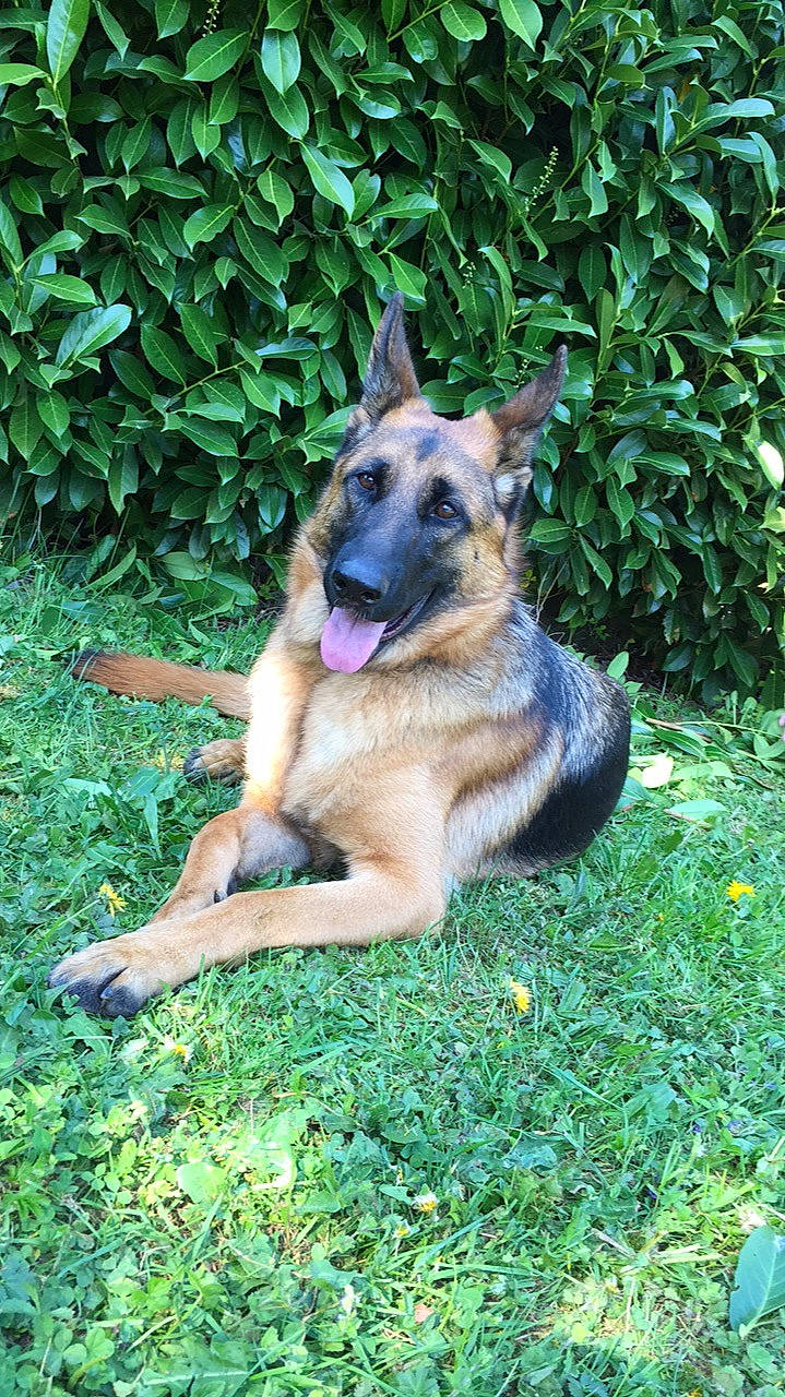 Naïs a rejoint le concours — aidez-le/la à gagner de superbes lots ! belgian_shepherd, belgian_shepherd_malinois, canidae, carnivore, dog, dog_breed, east_european_shepherd, fawn, german_shepherd_dog, king_shepherd, kunming_wolfdog, mammal, old_german_shepherd_dog, police_dog, shiloh_shepherd_dog, snout, vertebrate, working_dog