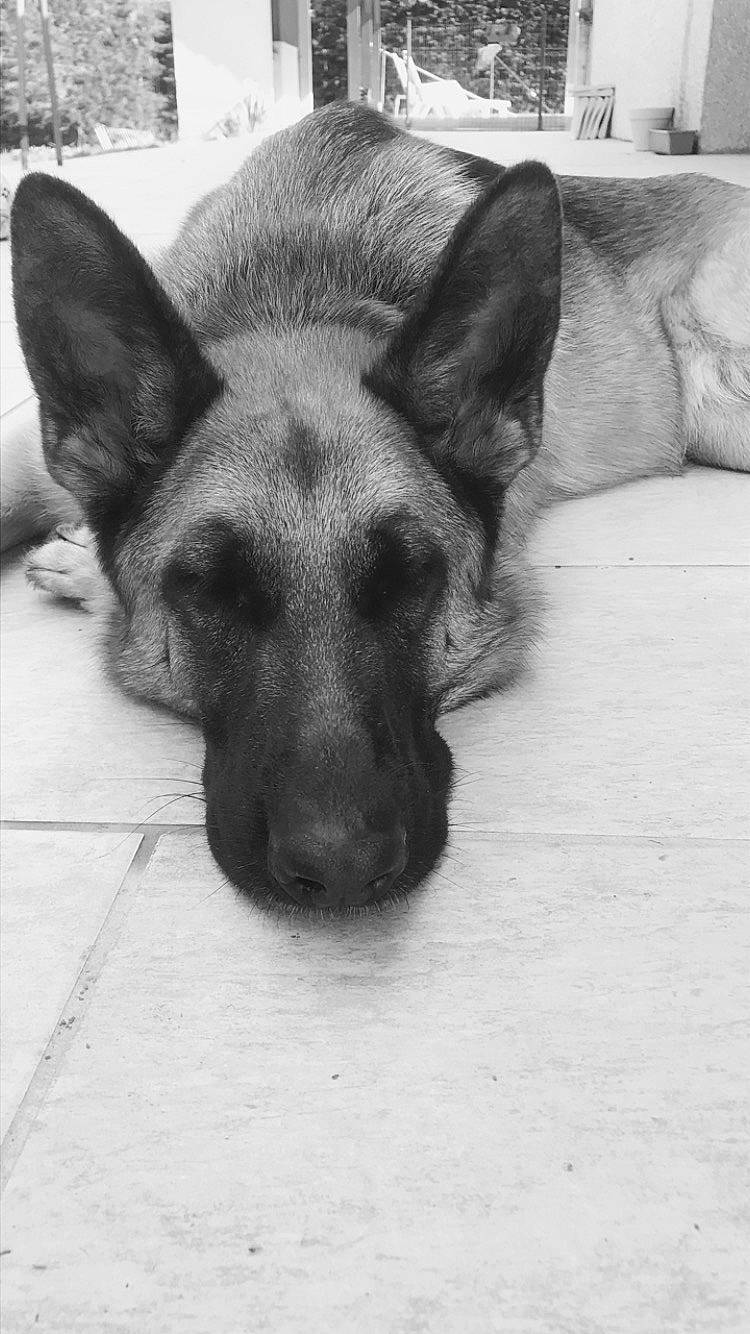 Naïs participe au concours pour gagner de l'argent avec cette photo : belgian_shepherd, belgian_shepherd_malinois, black_and_white, canidae, carnivore, dog, dog_breed, ear, east_european_shepherd, formosan_mountain_dog, german_shepherd_dog, king_shepherd, kunming_wolfdog, mammal, norwegian_elkhound, old_german_shepherd_dog, rare_breed_dog, snout, street_dog, vertebrate