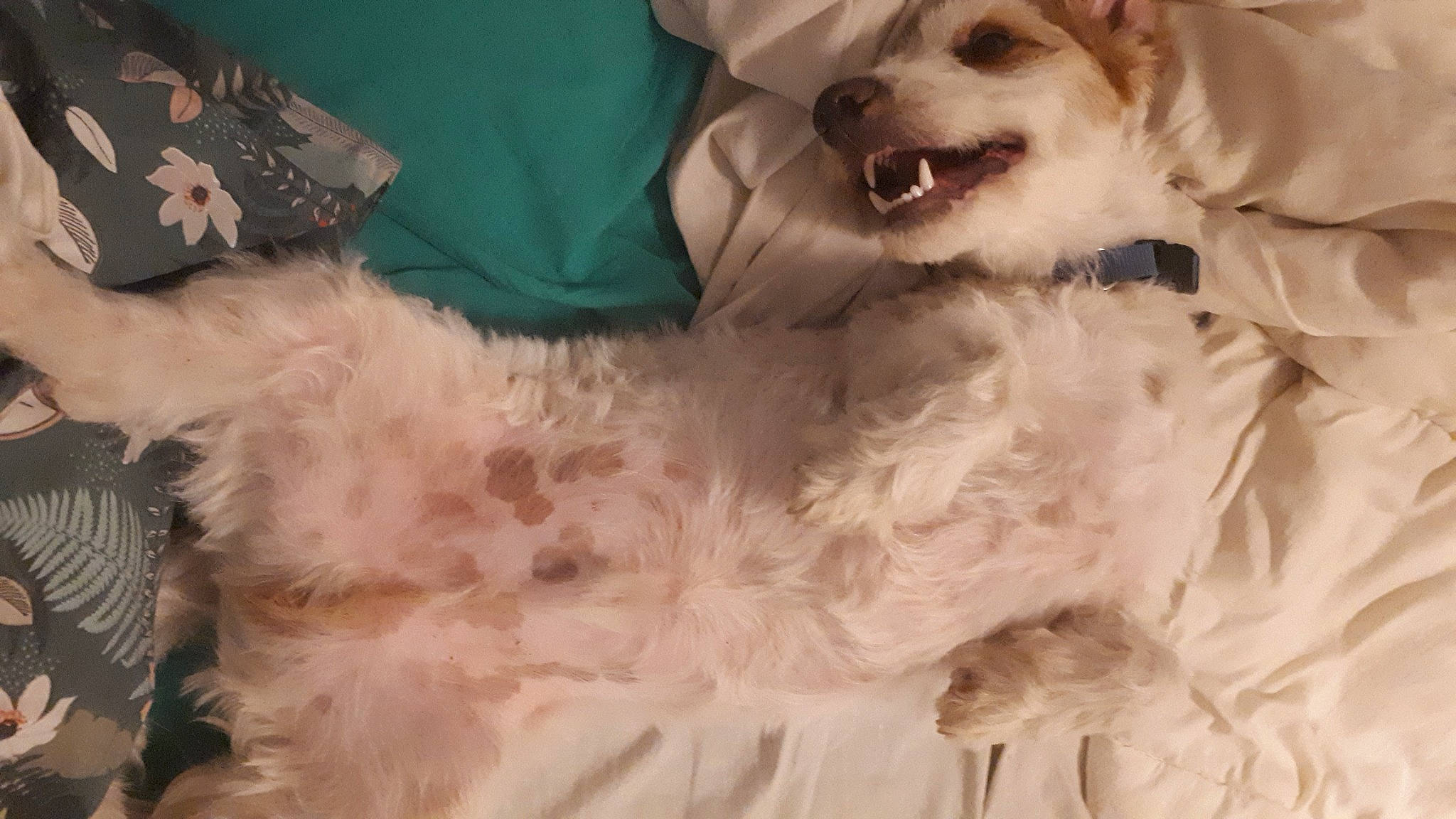 Archi participe au concours pour gagner de l'argent avec cette photo : canidae, carnivore, companion_dog, dog, dog_breed, dog_supply, fang, felidae, fur, labradoodle, paw, small_terrier, smile, snout, sporting_group, terrier, toy, toy_dog, whiskers, working_animal