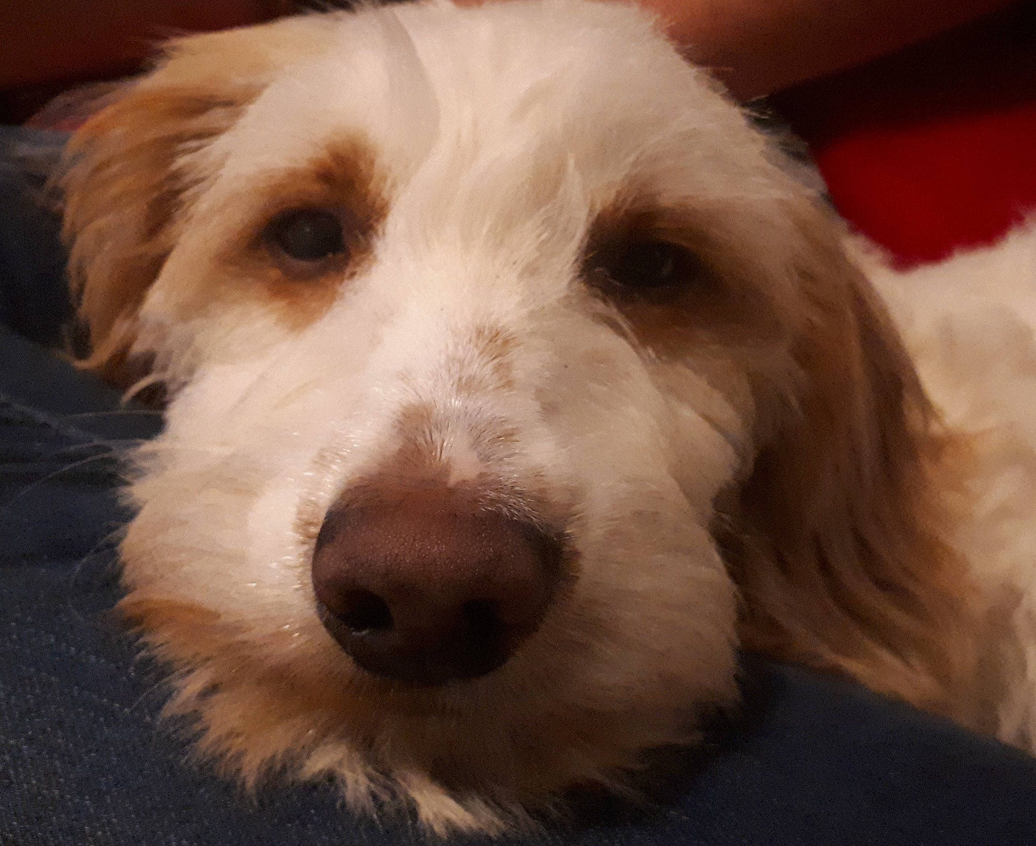 Archi a rejoint le concours — aidez-le/la à gagner de superbes lots ! canidae, carnivore, companion_dog, dog, dog_breed, eye, fur, sporting_group, terrestrial_animal, whiskers, working_animal