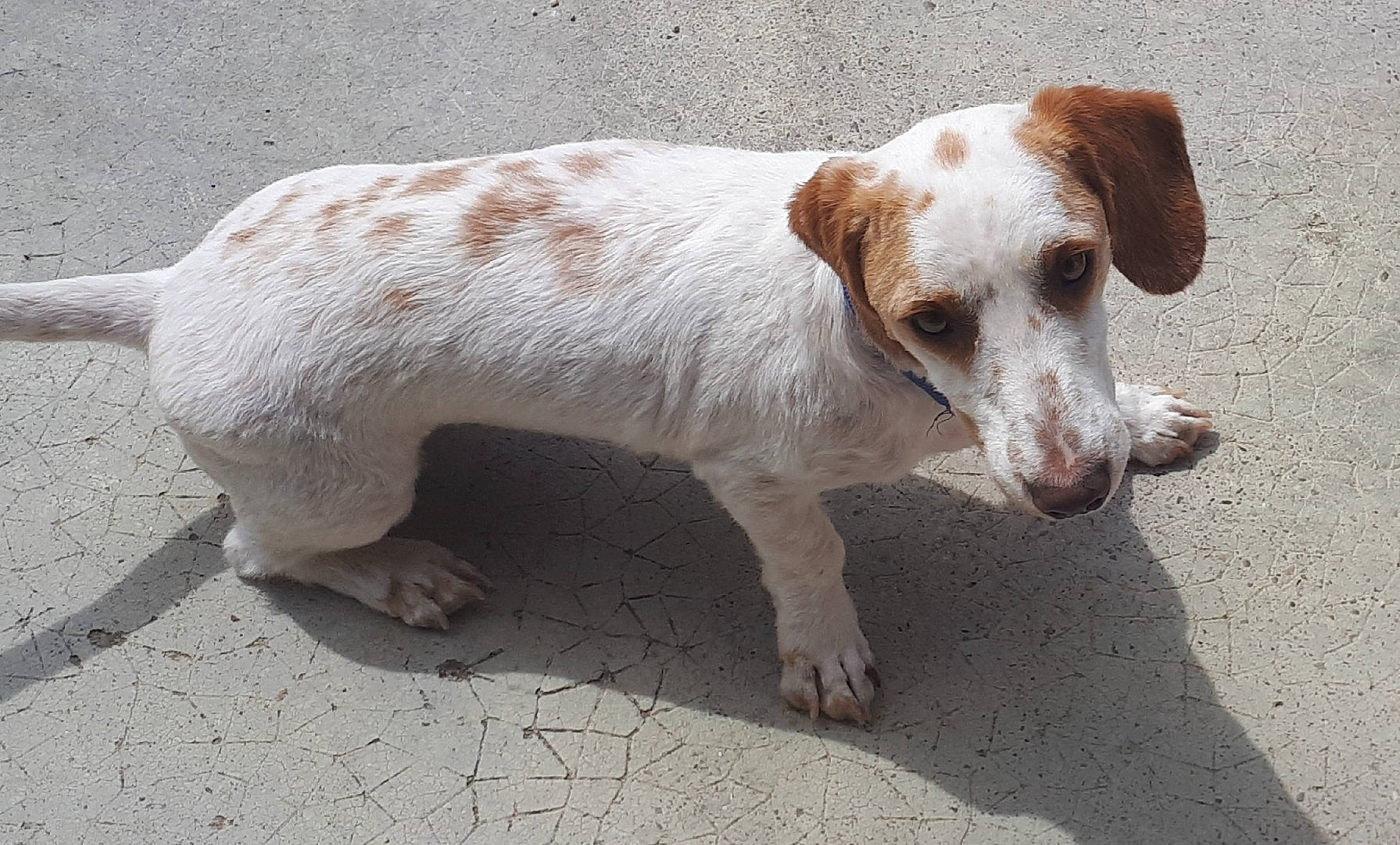 Archi participe au concours pour gagner de l'argent avec cette photo : canidae, carnivore, companion_dog, dog, dog_breed, fawn, irishjacks, road_surface, snout, sporting_group, street_dog, tail, terrestrial_animal, terrier, whiskers, working_animal