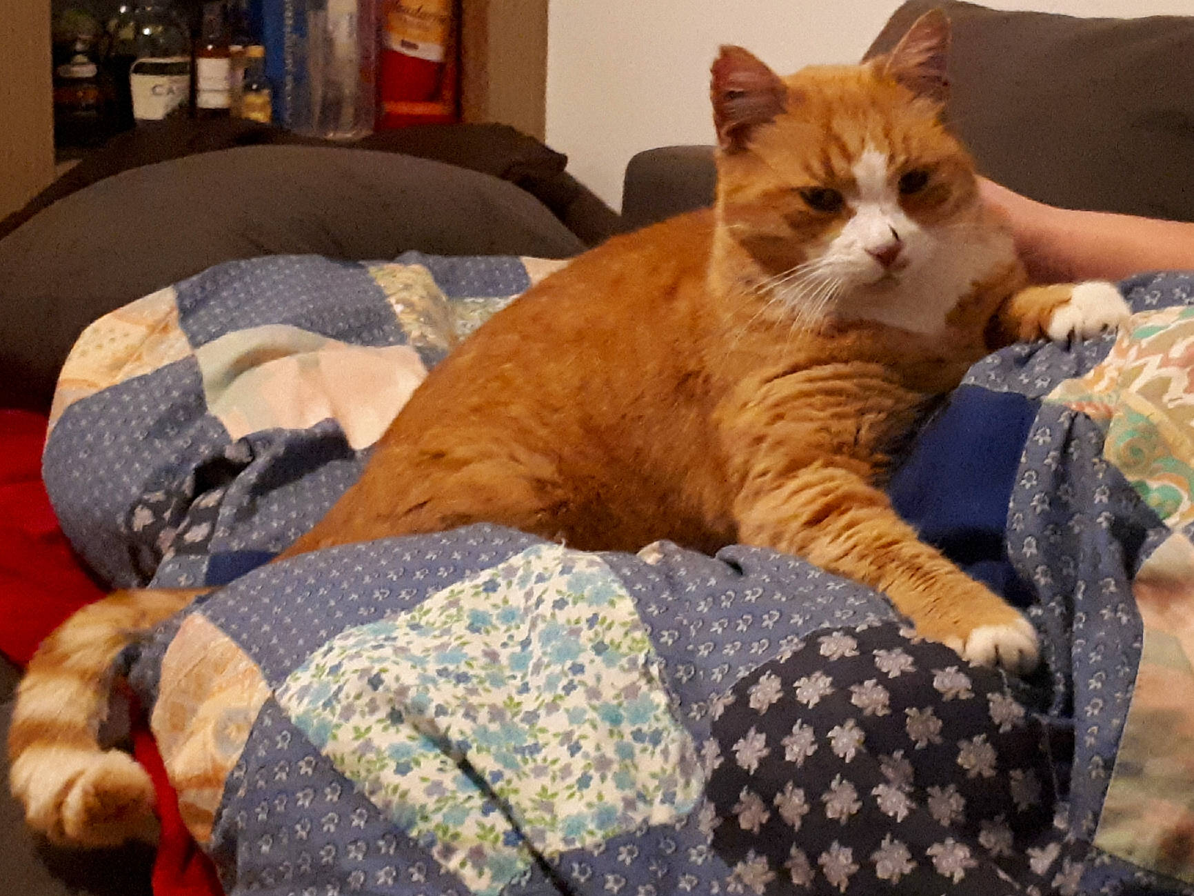 Boileau participe au concours pour gagner de l'argent avec cette photo : bed, bedding, carnivore, cat, comfort, domestic_short_haired_cat, duvet, fawn, felidae, fur, hardwood, linens, nap, pattern, paw, room, small_to_medium_sized_cats, tail, whiskers, wood