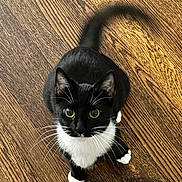 Gigi is registered to the contest to win money with this photo: cat, tuxedo_cat, black_and_white, pet, animal, whiskers, flooring, wood_floor, domestic_cat, curious, looking_up, tail, paws, indoor, close_up, feline, cute, household, slipper, texture
