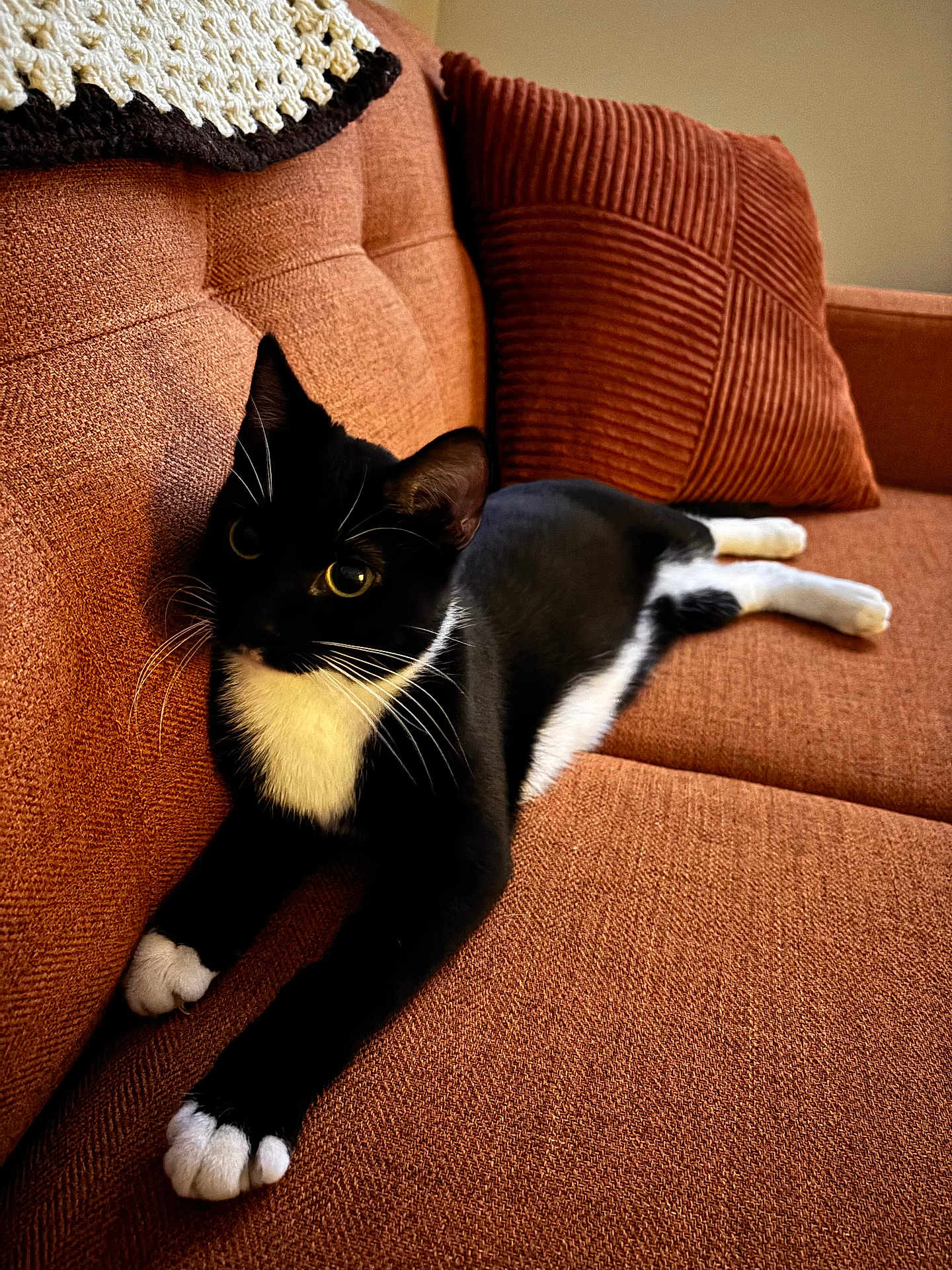 Gigi is registered to the contest to win money with this photo: cat, black_and_white, pet, feline, couch, pillow, crocheted_blanket, home, indoor, relaxed, stretching, whiskers, fur, animal, domestic, cozy, resting, orange_couch, living_room, cute