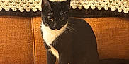Gigi is registered to the contest to win money with this photo: alert, animal, black_and_white_cat, cat, couch, cozy, crocheted_blanket, cute, domestic_cat, feline, furniture, home, indoor, orange_couch, paws, pet, resting, sitting, tuxedo_cat, whiskers