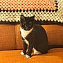 Gigi is registered to the contest to win money with this photo: cat, tuxedo_cat, indoor, couch, orange_couch, crocheted_blanket, black_and_white_cat, pet, feline, sitting, cozy, home, furniture, animal, domestic_cat, whiskers, paws, cute, resting, alert