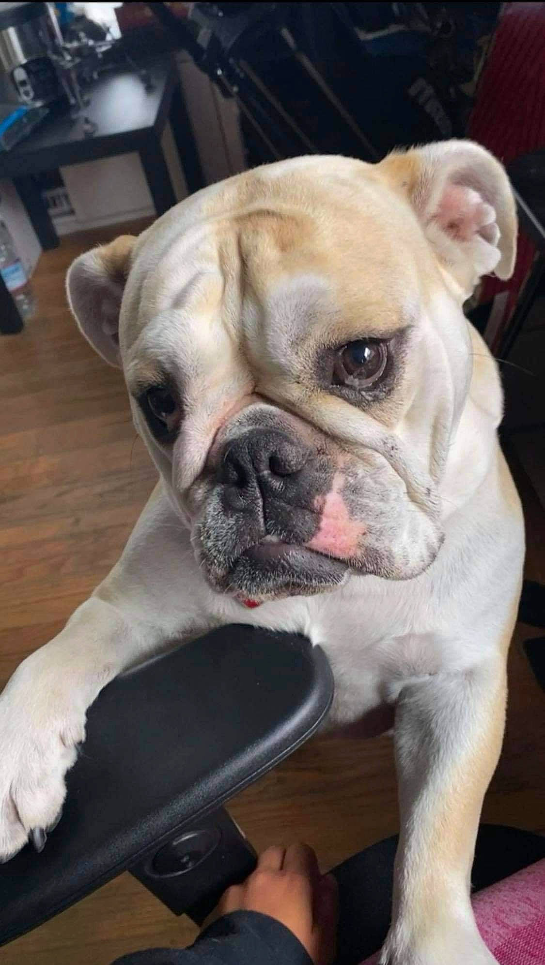 Diesel is registered to the contest to win money with this photo: bulldog, canidae, carnivore, comfort, companion_dog, dog, dog_breed, fang, fawn, fur, molosser, non_sporting_group, snout, sporting_group, terrestrial_animal, toy_dog, whiskers, working_animal, wrinkle