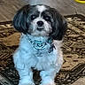 dog, shih_tzu, small_dog, fluffy, long_hair, black_and_white, pet, collar, tag, standing, indoors, living_room, rug, carpet, food_bowl, portrait, looking_at_camera, cute, groomed, companion_animal