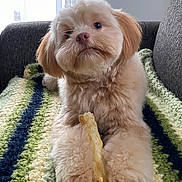 Theodore joined the competition — help win amazing prizes! adorable, animal, blanket, chew_stick, companion, couch, cute, dog, fluffy, fur, home, indoor, knitted, paws, pet, portrait, puppy, relaxed, soft, striped