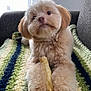 adorable, animal, blanket, chew_stick, companion, couch, cute, dog, fluffy, fur, home, indoor, knitted, paws, pet, portrait, puppy, relaxed, soft, striped