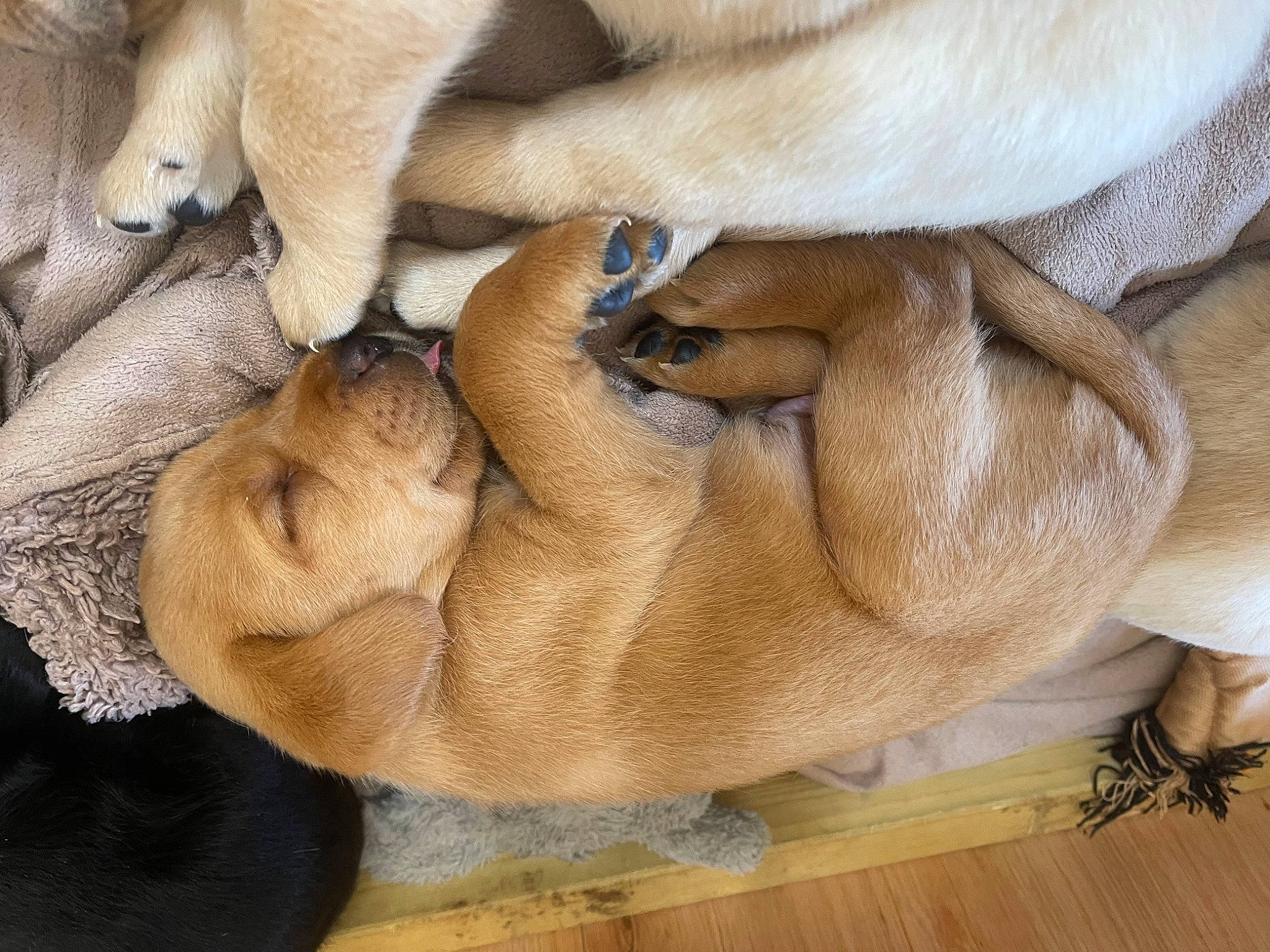 Russell is registered to the contest to win money with this photo: canidae, carnivore, comfort, companion_dog, dog, dog_breed, fawn, felidae, fur, hardwood, nap, sleep, snout, sporting_group, tail, terrestrial_animal, wildlife, wood, wood_flooring