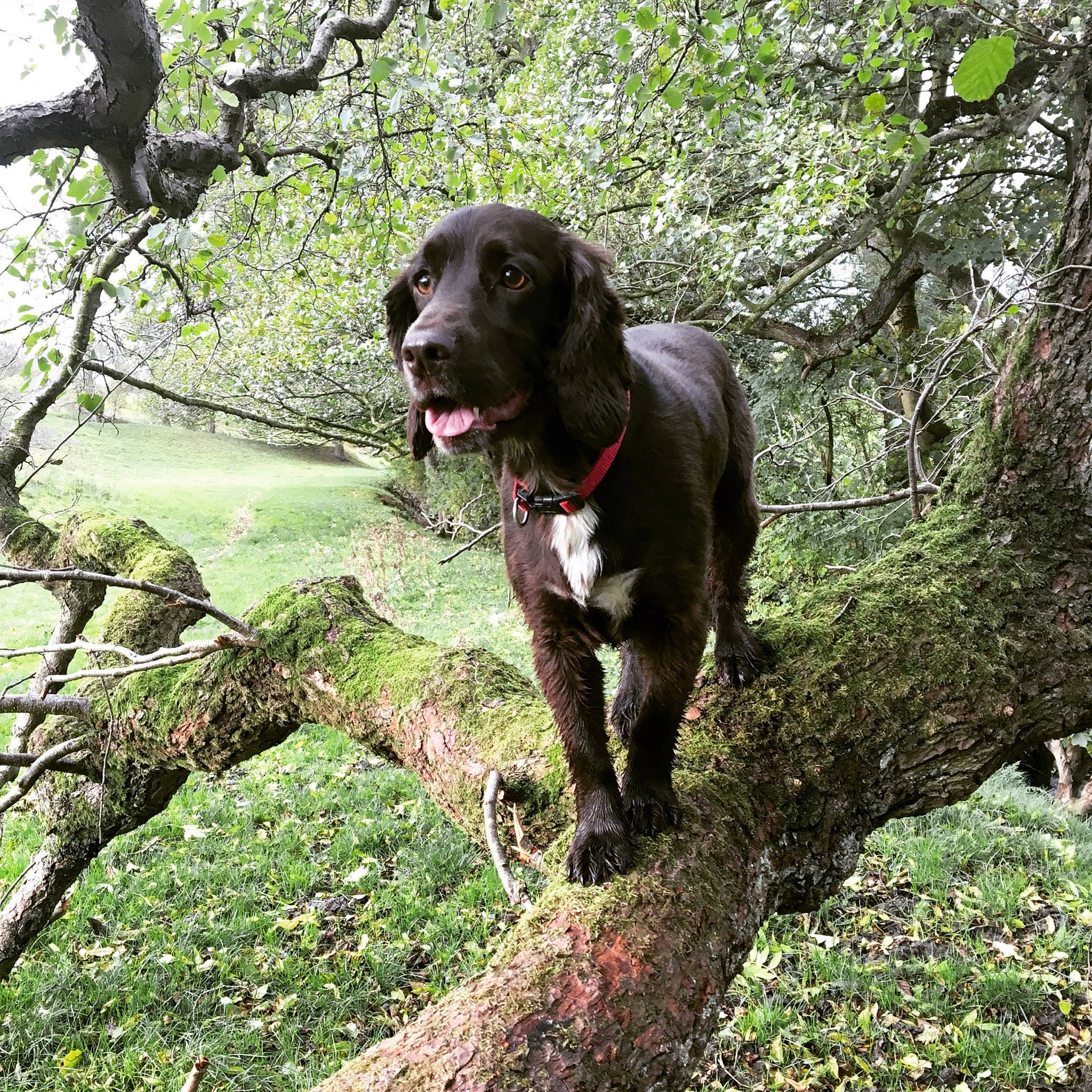 Harley is registered to the contest to win money with this photo: borador, canidae, carnivore, collar, companion_dog, dog, dog_breed, dog_collar, forest, grass, gun_dog, liver, plant, retriever, snout, sporting_group, terrestrial_animal, terrestrial_plant, tree, working_animal