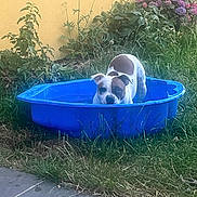 Cocotte a rejoint le concours — aidez-le/la à gagner de superbes lots ! dog, blue_pool, grass, flowers, yellow_wall, outdoor, pet, canine, garden, summer, relaxing, playful, nature, water, animal, spotted_dog, daylight, backyard, plastic_pool, resting