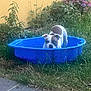 dog, blue_pool, grass, flowers, yellow_wall, outdoor, pet, canine, garden, summer, relaxing, playful, nature, water, animal, spotted_dog, daylight, backyard, plastic_pool, resting