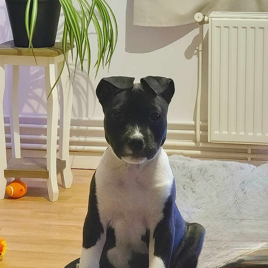 Nala a rejoint le concours — aidez-le/la à gagner de superbes lots ! black_and_white, blanket, cozy, curtain, dog, ears, eyes, floor, fur, home, indoor, pet, plant, potted_plant, puppy, radiator, sitting, toy, wooden_stool, young_dog