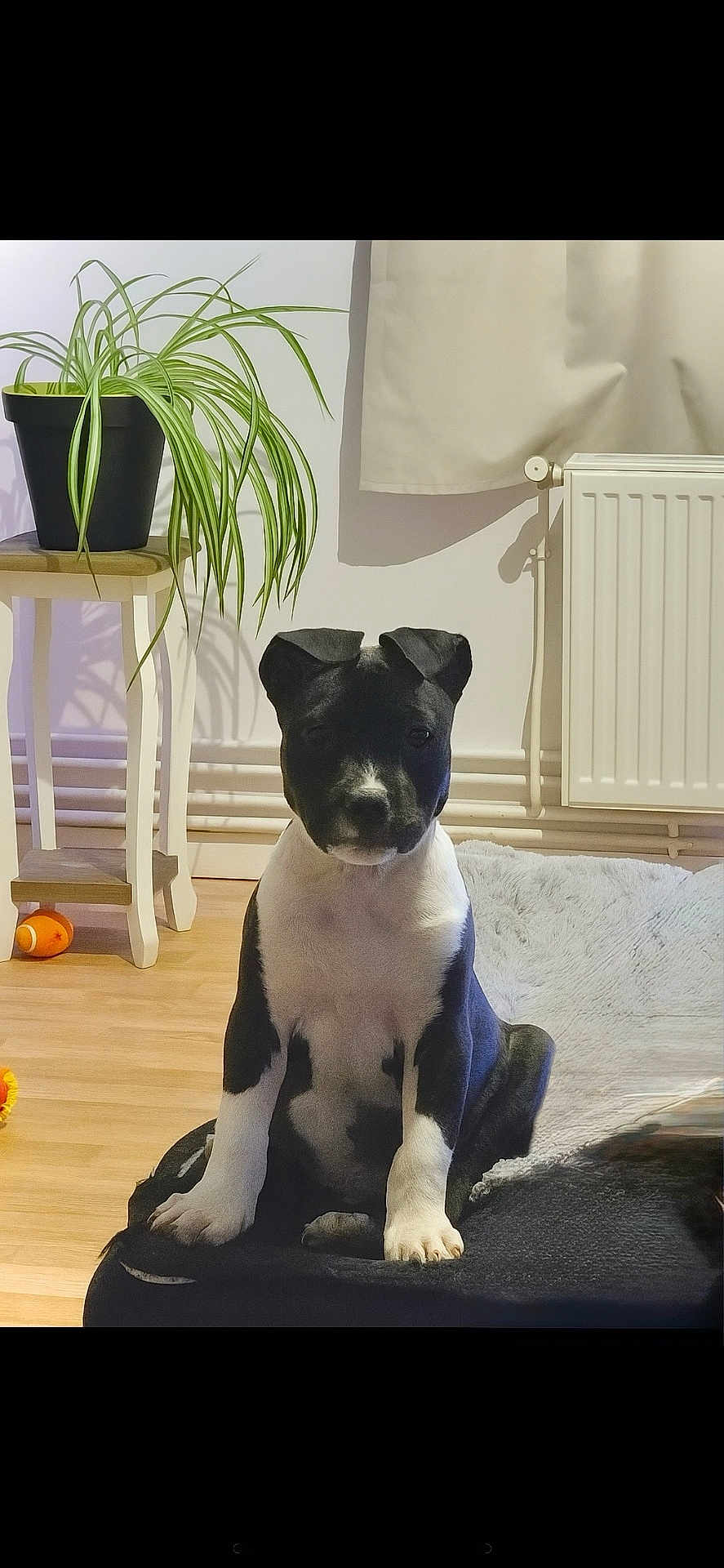 Nala a rejoint le concours — aidez-le/la à gagner de superbes lots ! puppy, dog, black_and_white, sitting, blanket, plant, potted_plant, wooden_stool, floor, curtain, radiator, indoor, pet, young_dog, fur, ears, eyes, home, cozy, toy