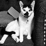 Rupert is registered to the contest to win money with this photo: alert, animal, bell, black_and_white, cat, closeup, collar, comfort, couch, feline, fur, home, indoor, paw, pet, portrait, resting, seated, texture, whiskers