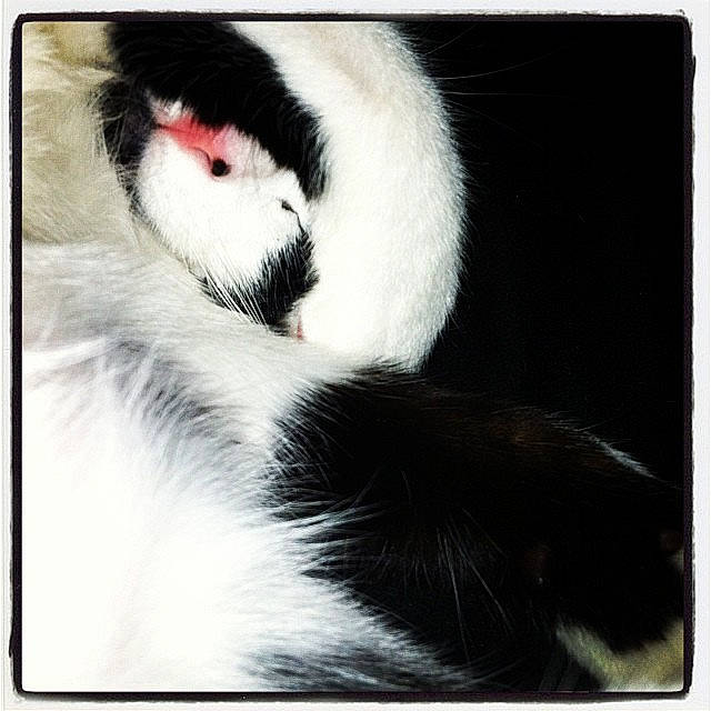 Connor joined the competition — help win amazing prizes! black_and_white, carnivore, cat, felidae, fur, nose, small_to_medium_sized_cats, snout, whiskers