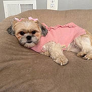 Luna is registered to the contest to win money with this photo: dog, shih_tzu, pet, small_dog, pink_sweater, bows, lying_down, couch, blanket, indoor, portrait, fluffy, cream_fur, brown_fur, black_nose, dark_eyes, cute, relaxed, home, wall_outlet
