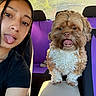 woman, dog, car_interior, seat, purple_seat_cover, tongue_out, selfie, pet, cute, playful, fur, smile, seatbelt, window, sunlight, portrait, young_adult, indoor, casual, happy