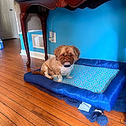 Rocky joined the competition — help win amazing prizes! dog, pet_bed, wooden_floor, blue_wall, table, furniture, indoor, small_dog, brown_dog, cozy, home, flooring, decor, cushion, patterned_fabric, wall_socket, power_cord, quiet, sitting, calm