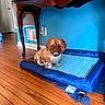 dog, pet_bed, wooden_floor, blue_wall, table, furniture, indoor, small_dog, brown_dog, cozy, home, flooring, decor, cushion, patterned_fabric, wall_socket, power_cord, quiet, sitting, calm
