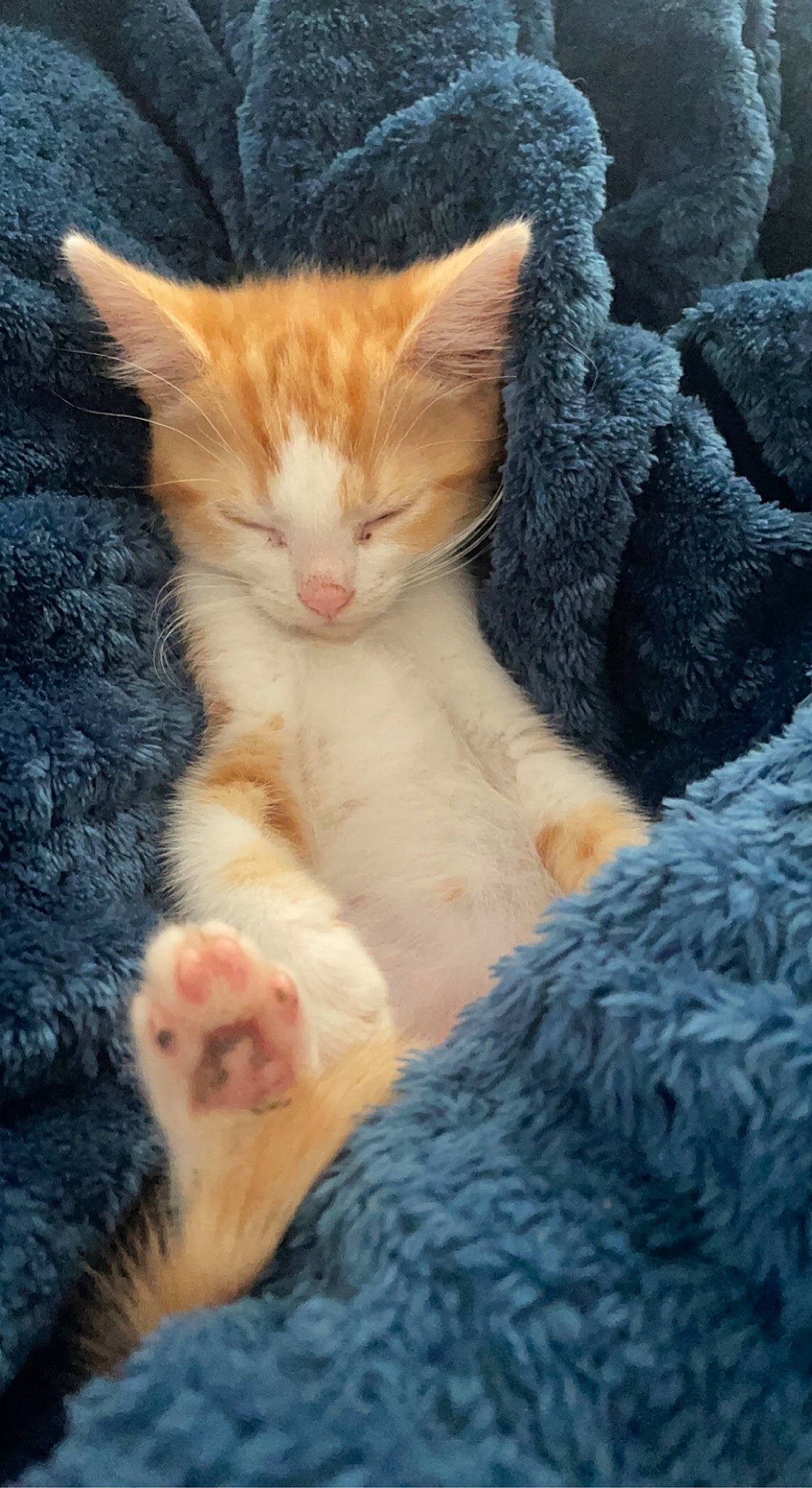 Ian joined the competition — help win amazing prizes! carnivore, cat, claw, comfort, domestic_short_haired_cat, fawn, felidae, foot, fur, leg, nap, paw, sand, small_to_medium_sized_cats, snout, tail, toe, tree, whiskers, wool