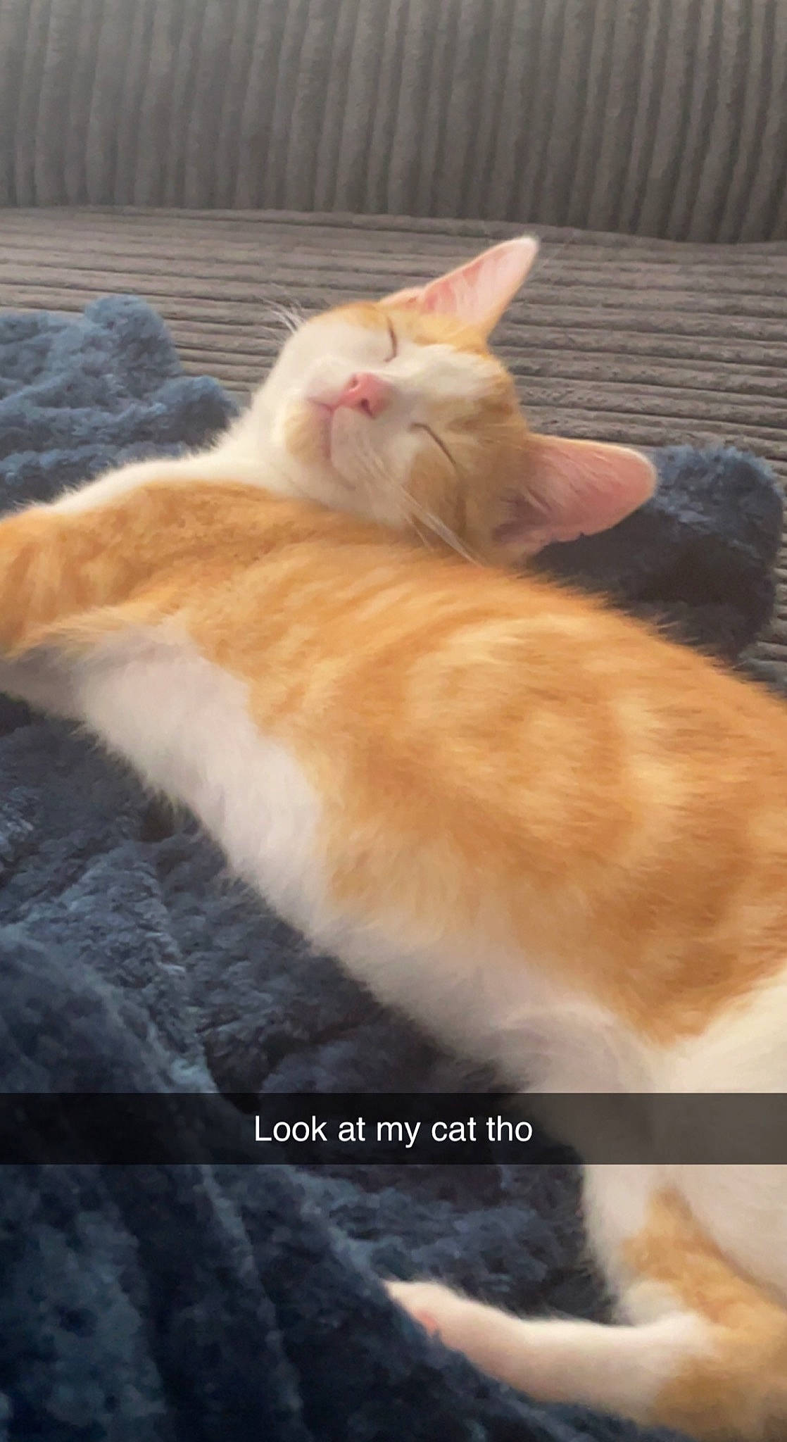 Ian joined the competition — help win amazing prizes! canidae, carnivore, cat, claw, comfort, domestic_short_haired_cat, fawn, felidae, flooring, fur, hardwood, human_leg, nap, paw, sleep, small_to_medium_sized_cats, snout, tail, whiskers, wood