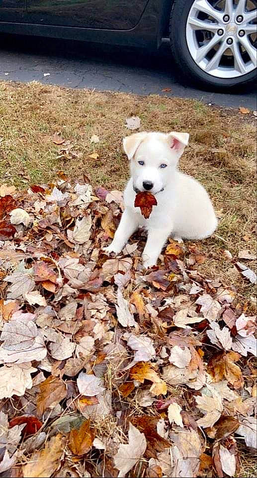 Rosko Drako joined the competition — help win amazing prizes! autumn, canidae, carnivore, companion_dog, dog, dog_breed, fawn, leaf, non_sporting_group, pit_bull, puppy, rare_breed_dog, sporting_group, street_dog