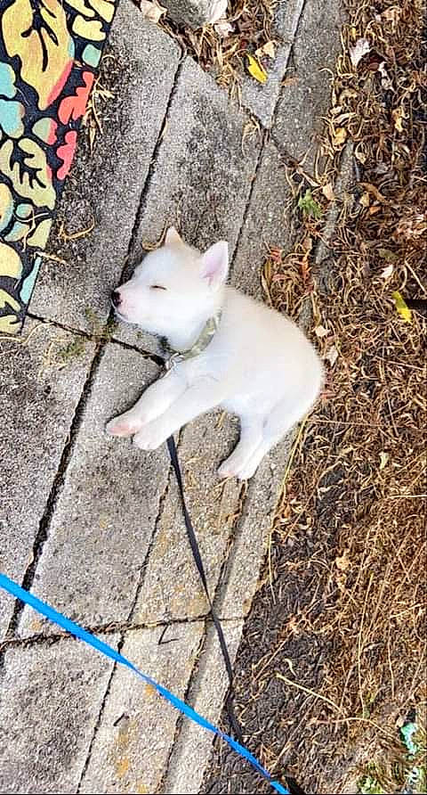 Rosko Drako joined the competition — help win amazing prizes! canidae, carnivore, cat, dog, dog_breed, fawn, felidae, khao_manee, kishu, korean_jindo_dog, mammal, non_sporting_group, siberian_husky, tail, turkish_angora, white_shepherd