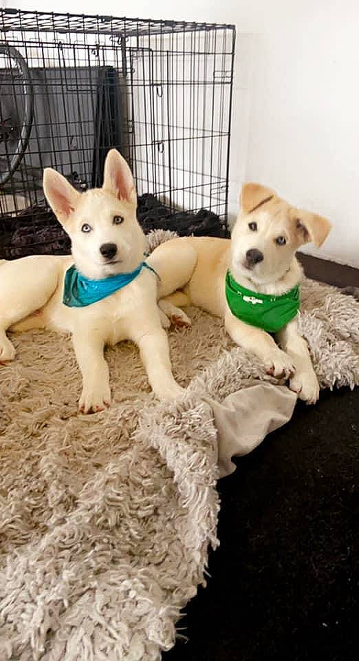 Rosko Drako is registered to the contest to win money with this photo: berger_blanc_suisse, canaan_dog, canidae, carnivore, carolina_dog, companion_dog, dog, dog_breed, fawn, kintamani, korean_jindo_dog, mammal, non_sporting_group, pembroke_welsh_corgi, puppy, rare_breed_dog, sporting_group, vertebrate, white_shepherd, working_dog