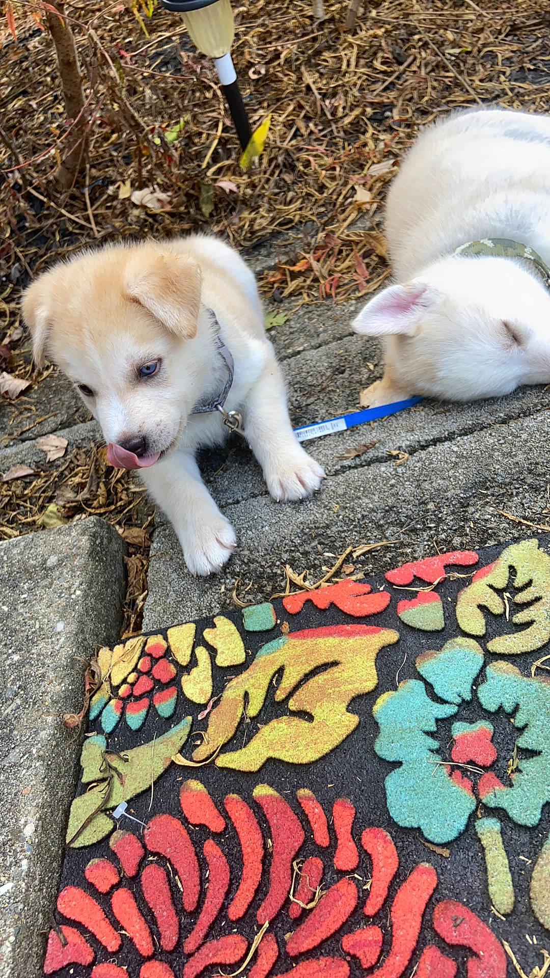 Rosko Drako joined the competition — help win amazing prizes! akita, akita_inu, canidae, carnivore, cat, dog, dog_breed, fawn, kintamani, kishu, korean_jindo_dog, mammal, pungsan_dog, puppy, spitz