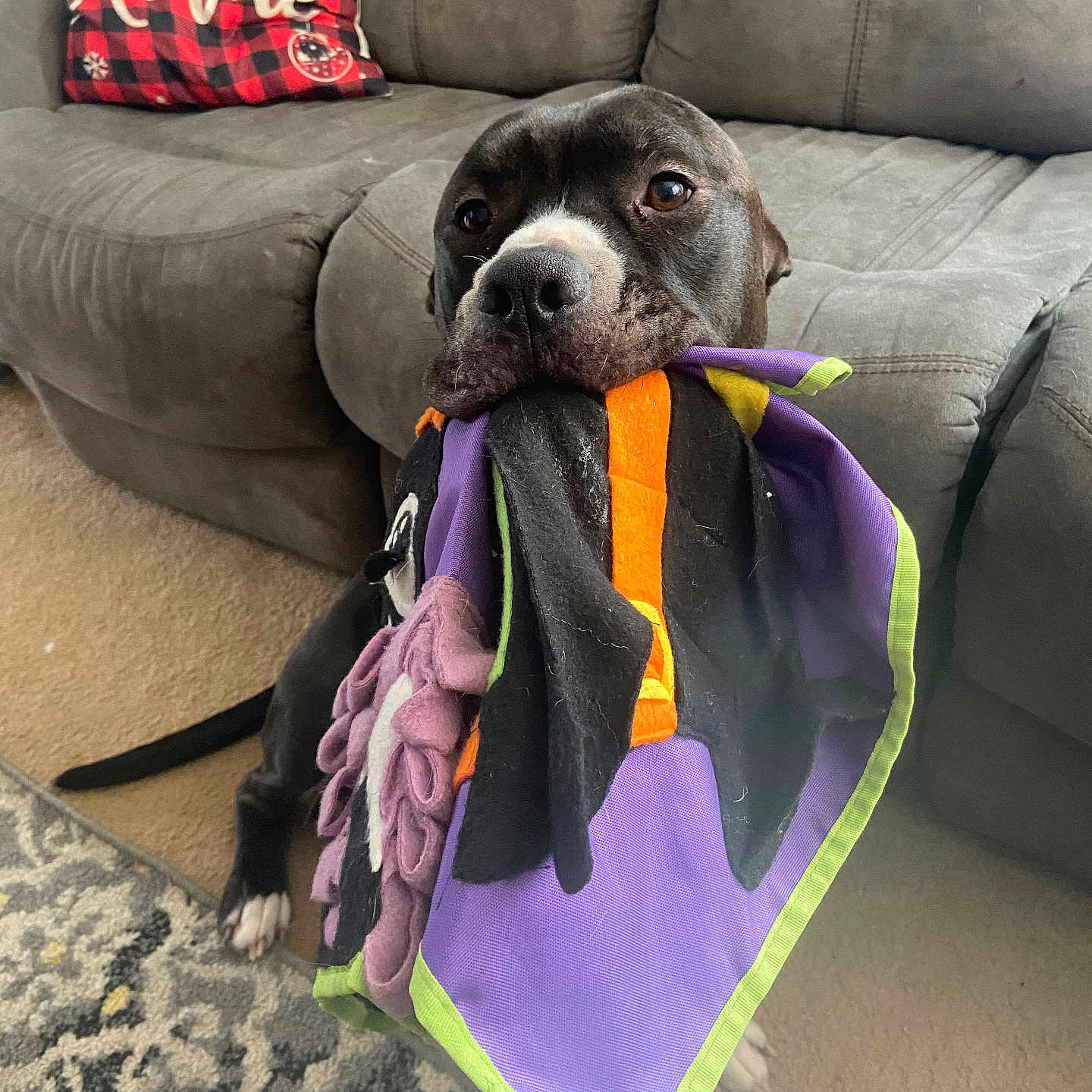 Iverson is registered to the contest to win money with this photo: animal, architecture, blanket, bulldog, canine, couch, cushion, dog, face, furniture, head, homedecor, hound, indoors, interiordesign, person, pet, photography, portrait, puppy