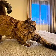 Kynta participe au concours pour gagner de l'argent avec cette photo : animal, bed, cat, cozy, curtains, domestic, feline, fluffy, fur, home, indoor, mammal, paw, pet, relaxed, soft, stretching, warm, whiskers, window