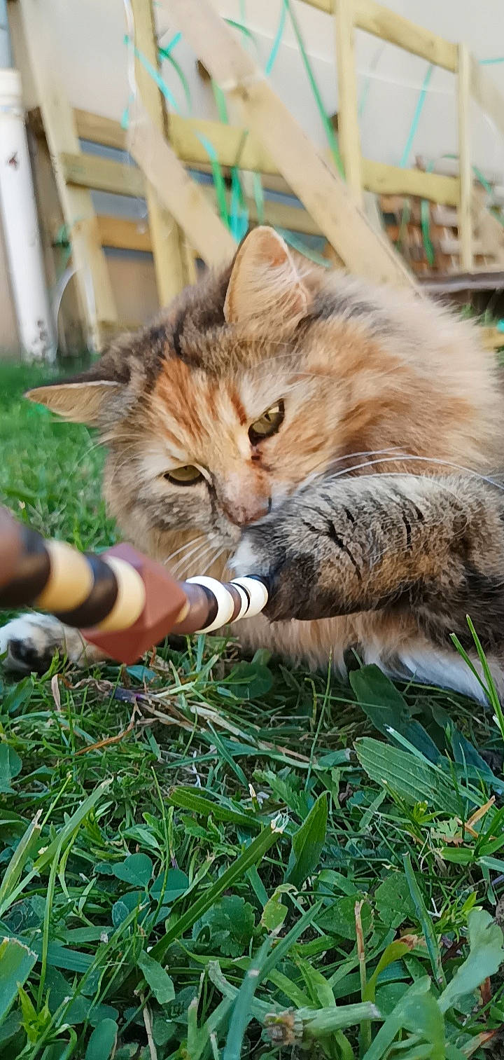 Kynta a rejoint le concours — aidez-le/la à gagner de superbes lots ! carnivore, cat, claw, domestic_short_haired_cat, drinking, fawn, felidae, fur, grass, groundcover, plant, sitting, small_to_medium_sized_cats, snout, tail, terrestrial_animal, tree, whiskers, wildlife, wood