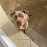 June participe au concours pour gagner de l'argent avec cette photo : dog, brown_dog, sitting, outdoor, patio, concrete, tile, doorway, portrait, animal, pet, canine, short_hair, floppy_ears, white_chest, looking_at_camera, alert, centered_subject, natural_light, close_up