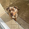 dog, brown_dog, sitting, outdoor, patio, concrete, tile, doorway, portrait, animal, pet, canine, short_hair, floppy_ears, white_chest, looking_at_camera, alert, centered_subject, natural_light, close_up