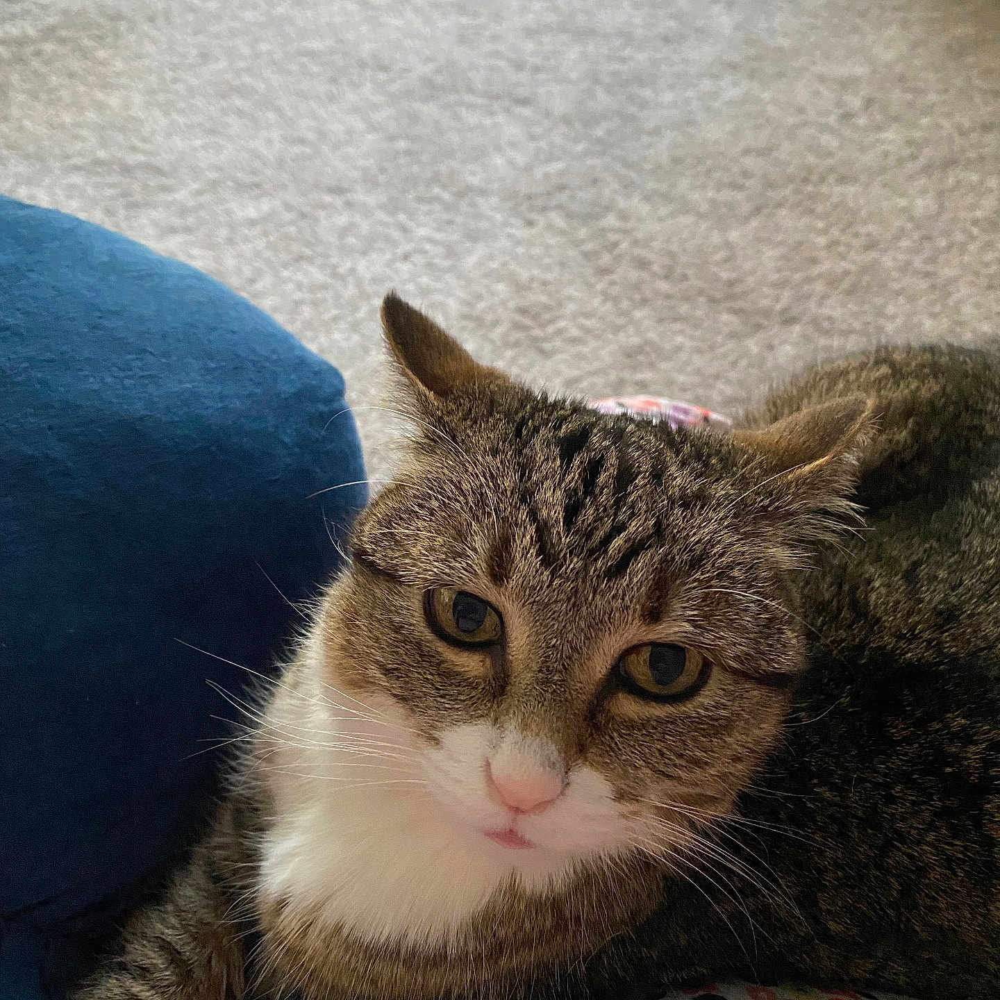 Callie joined the competition — help win amazing prizes! animal, carpet, cat, close_up, curious, cushion, domestic, ears, face, feline, floral_pattern, indoor, pet, relaxed, resting, tabby, toy, whiskers, white_fur, window_blinds