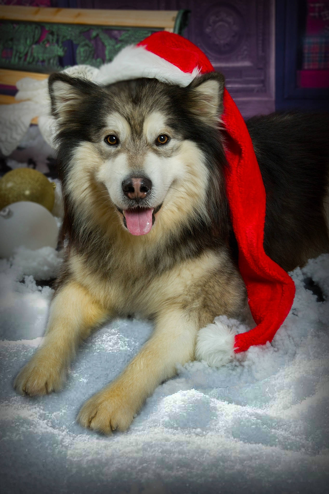 Presco participe au concours pour gagner de l'argent avec cette photo : ancient_dog_breeds, canidae, canis, carnivore, collar, companion_dog, dog, dog_breed, dog_supply, fur, pet_supply, recreation, sled_dog, snout, snow, sporting_group, terrestrial_animal, whiskers, winter, working_dog