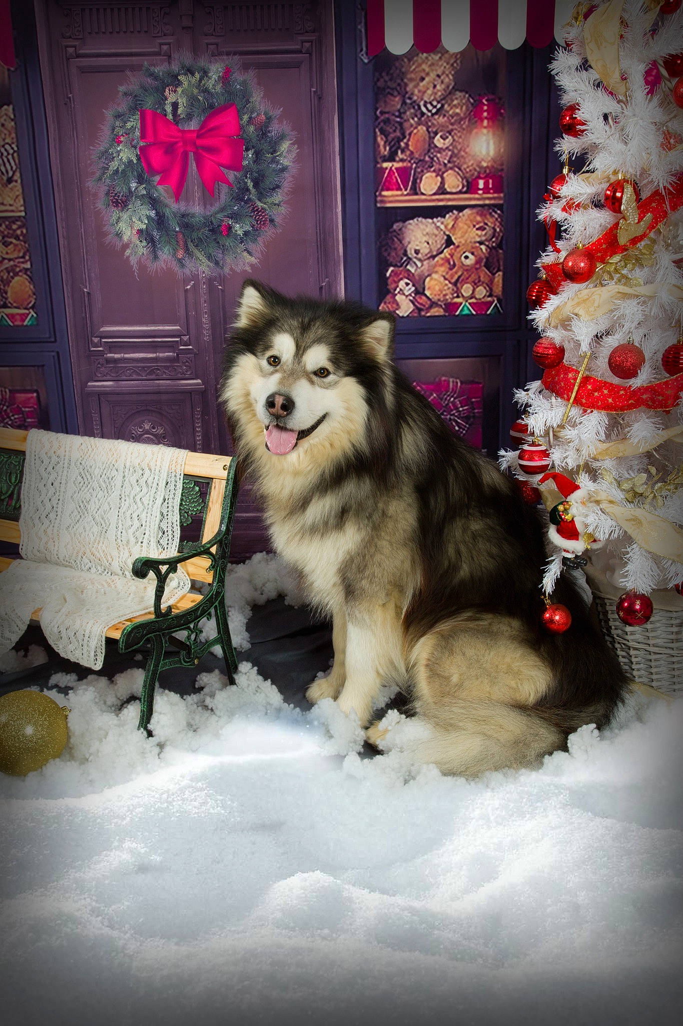 Presco a rejoint le concours — aidez-le/la à gagner de superbes lots ! art, canidae, canis, carnivore, companion_dog, dog, dog_breed, dog_supply, event, freezing, fur, holiday, picture_frame, room, siberian_husky, sled_dog, snow, sporting_group, tree, winter