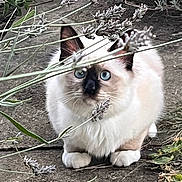 Yoda participe au concours pour gagner de l'argent avec cette photo : animal, blue_eyes, cat, close_up, crouching, curious, ears, feline, fluffy, fur, garden, greenery, lavender, nature, outdoor, pet, plants, stone_path, whiskers, white_paws