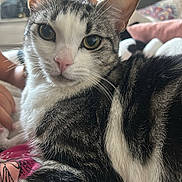 Sky participe au concours pour gagner de l'argent avec cette photo : animal, bedroom, blanket, cat, closeup, comfort, cute, domestic, ears, feline, fur, hand, indoor, pattern, pet, relaxed, resting, tabby, whiskers, white
