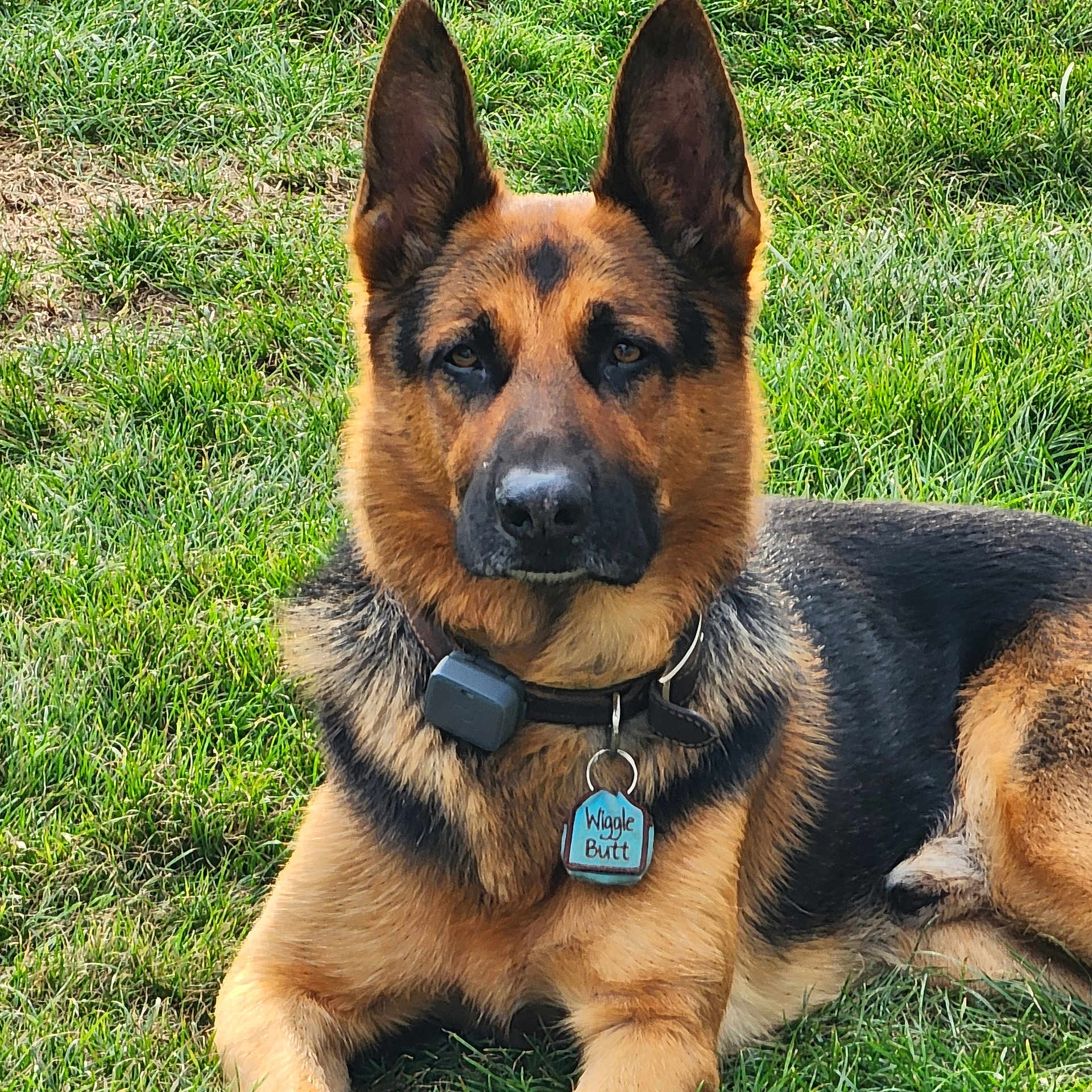 Gunner joined the competition — help win amazing prizes! accessories, animal, canine, collar, dog, germanshepherd, grass, lawn, pet, plant, policedog, puppy, snout