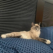 Zeke joined the competition — help win amazing prizes! cat, feline, bed, bedding, pillow, patterned, blue, headboard, horizontal_slats, wood, paw, relaxed, lounging, indoor, pet, whiskers, fur, portrait, domestic, sleepy