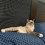 cat, feline, bed, bedding, pillow, patterned, blue, headboard, horizontal_slats, wood, paw, relaxed, lounging, indoor, pet, whiskers, fur, portrait, domestic, sleepy