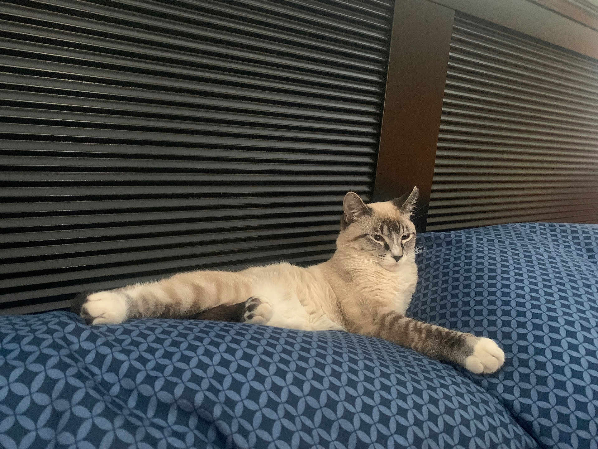 Zeke joined the competition — help win amazing prizes! cat, feline, bed, bedding, pillow, patterned, blue, headboard, horizontal_slats, wood, paw, relaxed, lounging, indoor, pet, whiskers, fur, portrait, domestic, sleepy