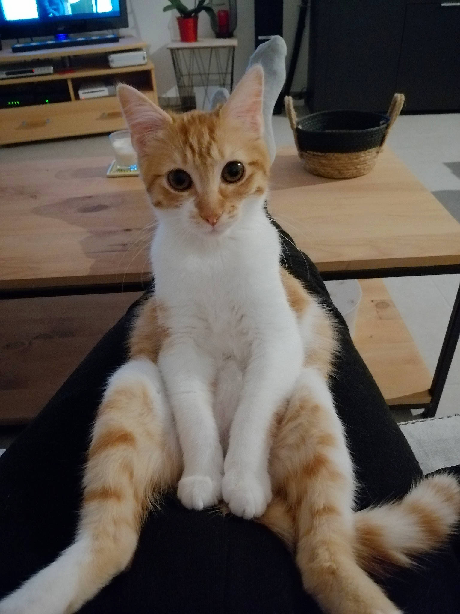 Heaven participe au concours pour gagner de l'argent avec cette photo : cable_television, carnivore, cat, claw, comfort, display_device, domestic_short_haired_cat, fawn, felidae, foot, fur, led_backlit_lcd_display, leg, paw, sitting, small_to_medium_sized_cats, snout, tail, television, whiskers