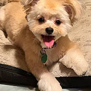 Kimmie joined the competition — help win amazing prizes! animal, beige, collar, cute, dog, ears, floor, fluffy, fur, happy, indoor, pet, playful, puppy, rope_toy, tag, tan, tongue_out, towel, toy