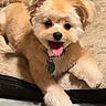 animal, beige, collar, cute, dog, ears, floor, fluffy, fur, happy, indoor, pet, playful, puppy, rope_toy, tag, tan, tongue_out, towel, toy