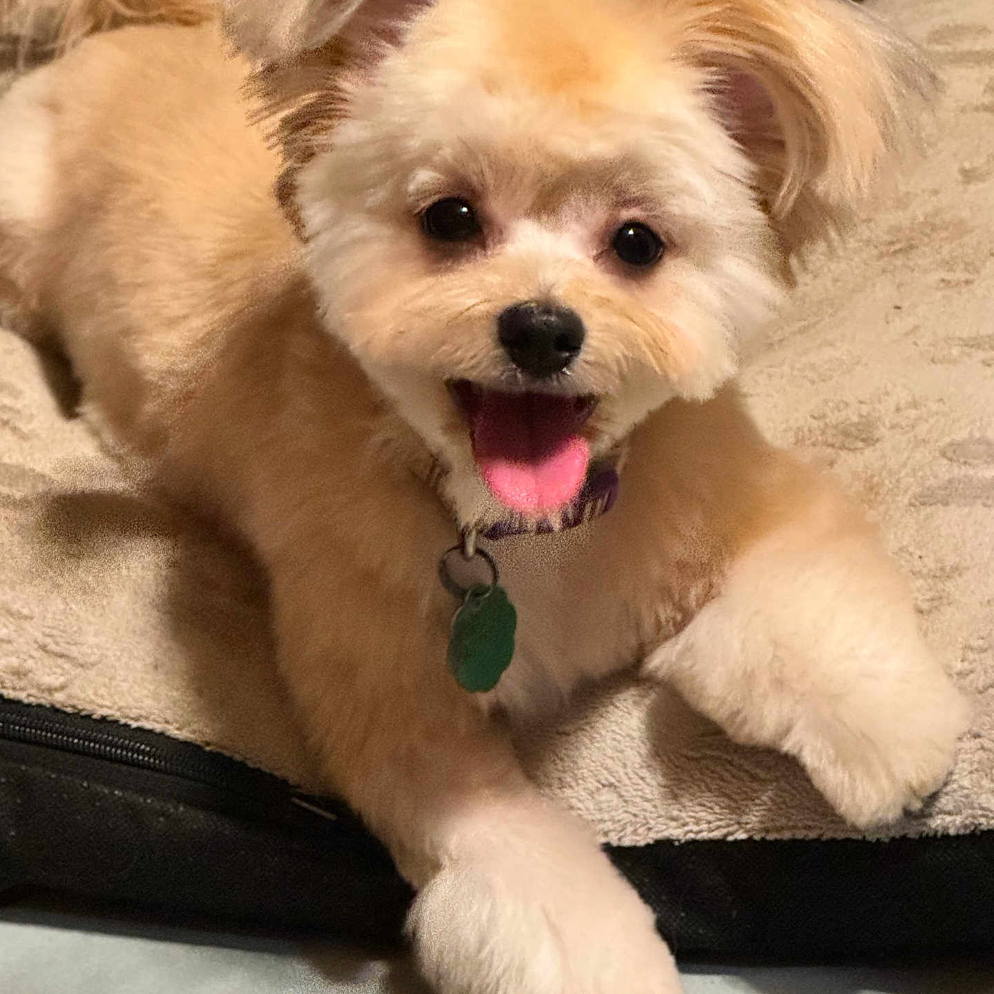 Kimmie